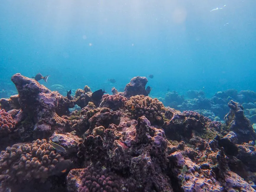 Inspiracje z natury: Jak przenieść leśne i oceaniczne palety kolorów do codziennych stylizacji i wnętrz