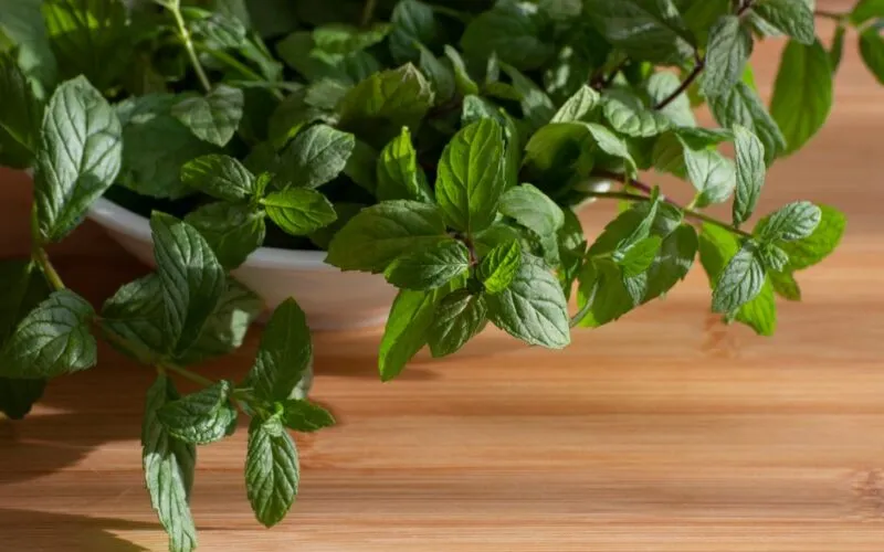 7 naturalnych adaptogenów, które pomogą Ci zarządzać stresem i zmęczeniem
