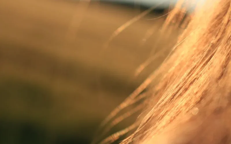 Artistic close-up of blonde hair glowing in sunlit outdoors, creating a warm, soft blurred effect.